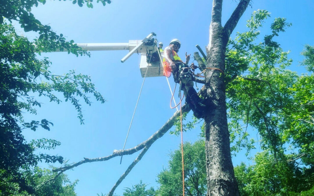 Urban Jacks Tree Service Offers Expert Tree Trimming Services in Bismarck AR