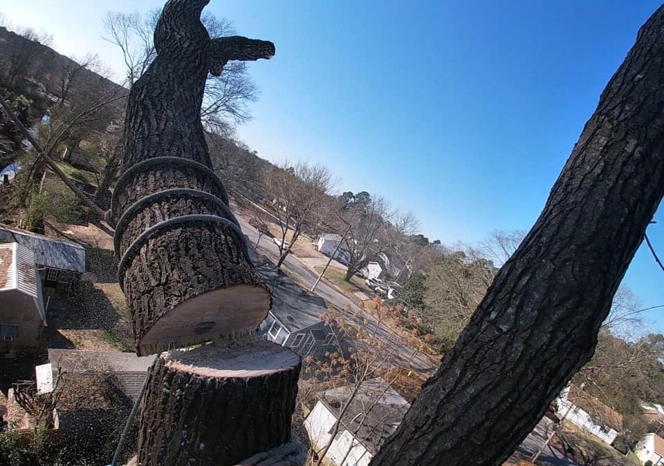 Professional Tree Removal Services Available in Little Rock, AR