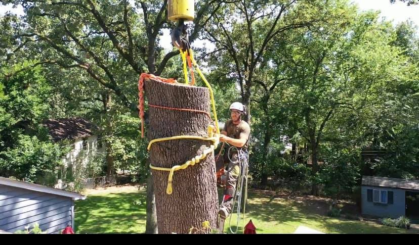 Expert Tree Service in Little Rock Shares Tree Removal Safety Tips