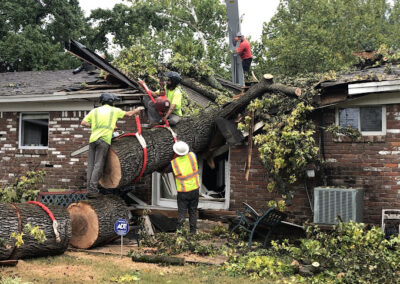 Tree Removal Removal Hot Spring AR