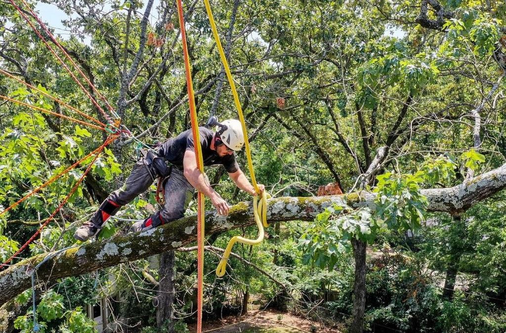 What You Need to Know Before Hiring a Tree Service
