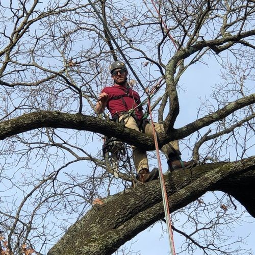 Urban Jacks Tree Service Offers Professional Tree Removal in Hot Springs, AR