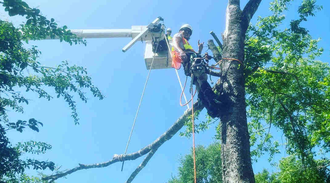 When Is the Best Time To Trim a Tree in Bismarck, AR?