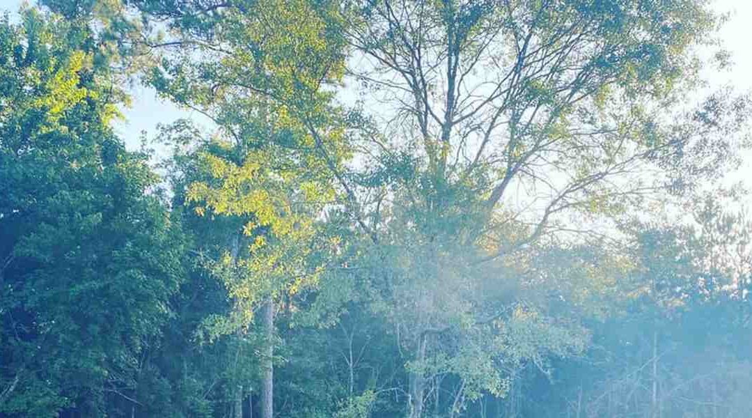 Chlorosis in Trees: Symptoms & Treatment