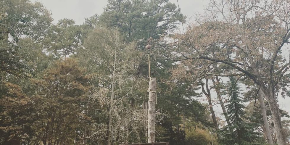 How To Tell If Your Tree Is Dying 10 Signs To Watch For 