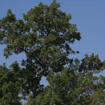 How to Take Care of Your Trees in the Summer