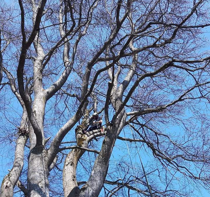How to Prevent Winter Storm Damage through Proper Fall Tree Pruning
