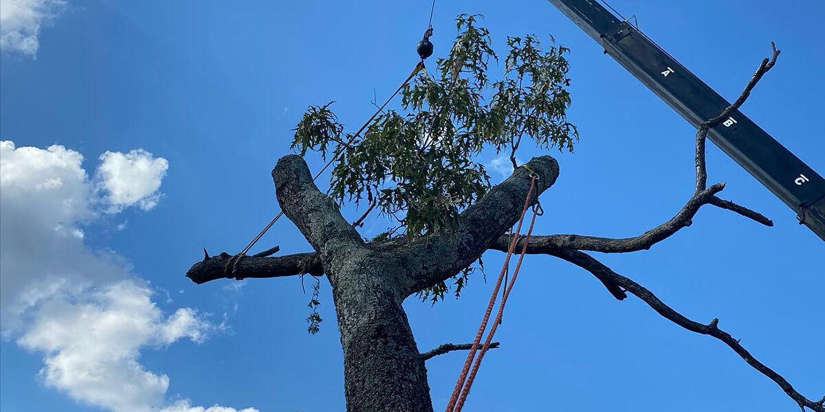 Tree Topping 6 Reasons Why Tree Experts Don't It