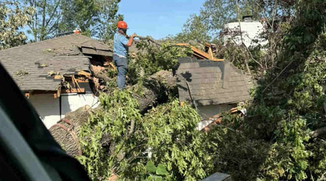 What Is Considered a Tree Emergency in Rockport, AR?