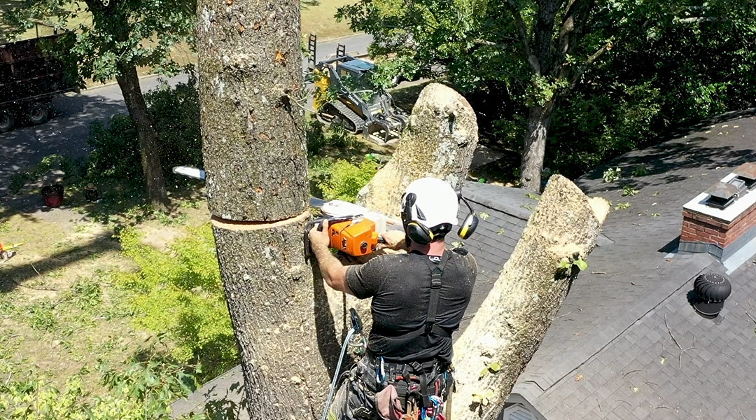 9 Questions to Ask Before Hiring a Tree Removal Company in Hot Springs Village, AR