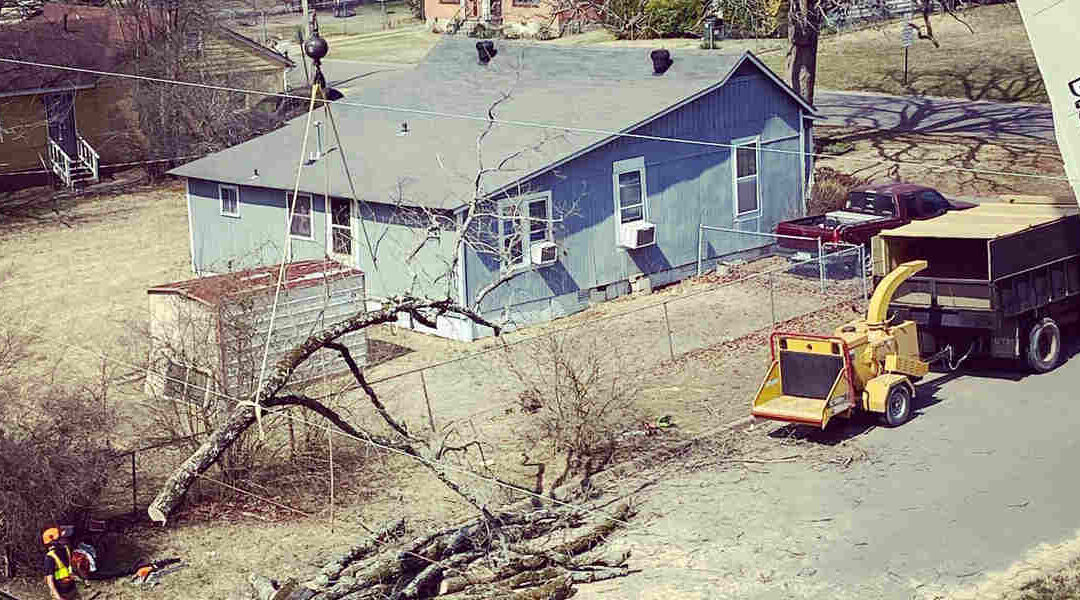 What Trees Should Not Be Planted Close to a House in Arkadelphia, AR?